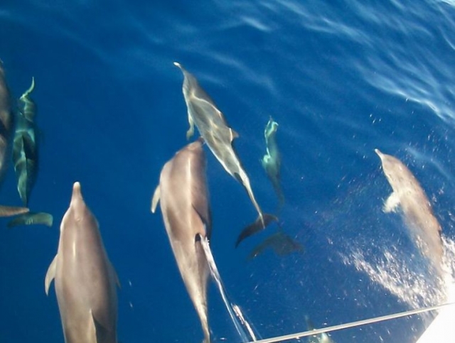  Navegación con delfines 